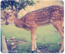 Rusa Prambanan