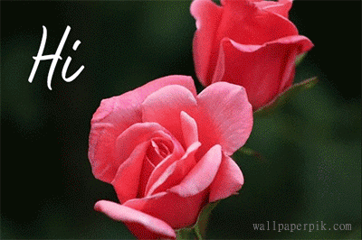 rose love gif animation i love you flower