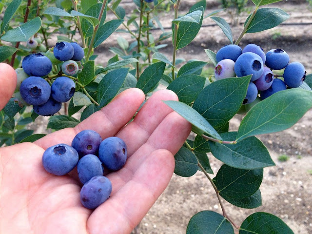How to grow blueberries at home and enjoy their fruits (blueberries)?