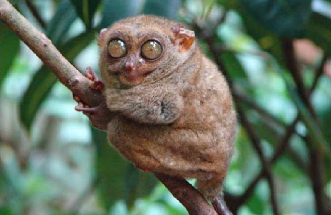 Lima Hewan Terancam Punah Di Indonesia Yang Takkan Kamu Lihat Di Negara