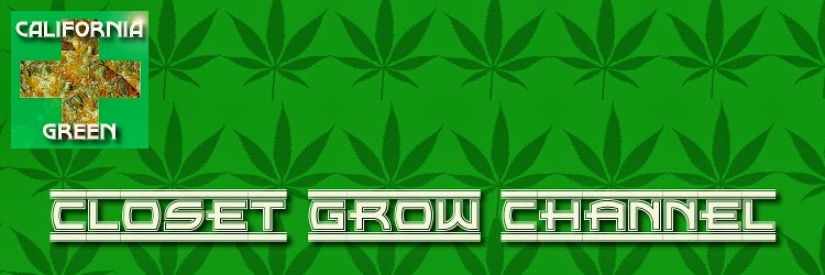 Growing personal Marijuana