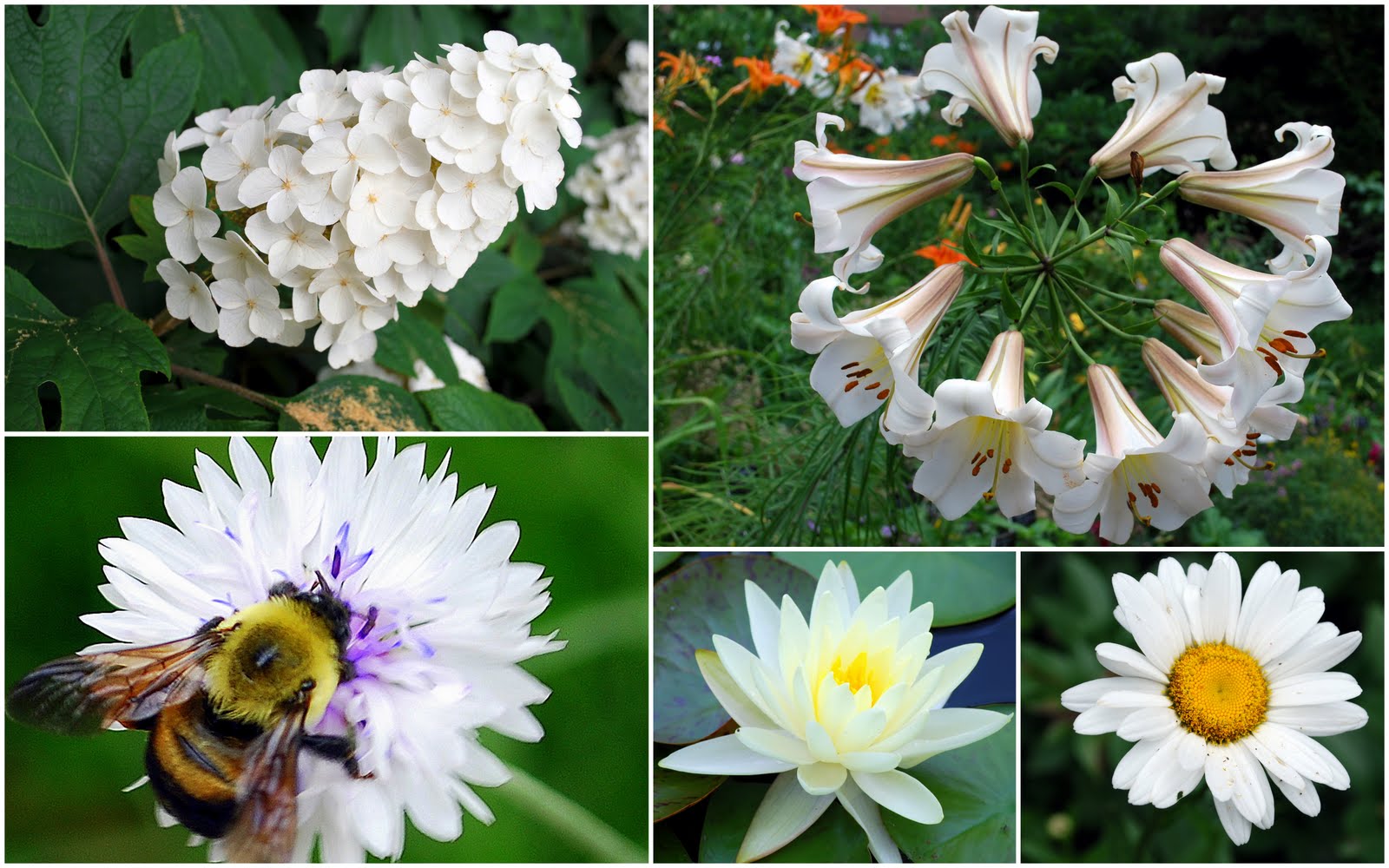 Mille Fiori Favoriti: July 2011