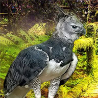 Games2Rule - G2R Rescue The Harpy Eagle