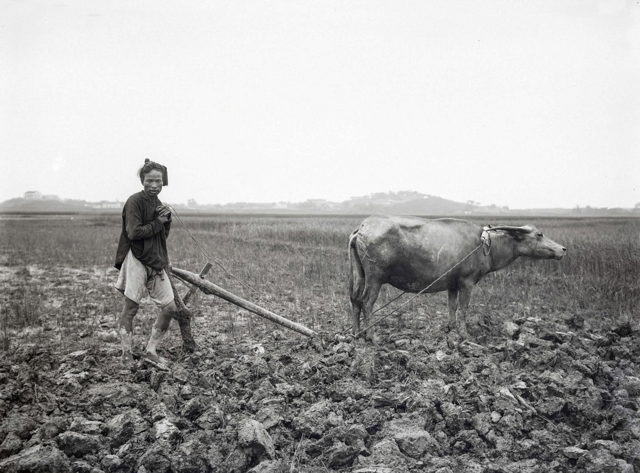 Hình ảnh con trâu ở nông thôn Việt trong tranh ảnh đầu thế kỷ 20