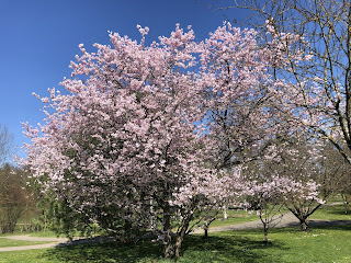 ドイツで桜と梅のお花見！〜Hohenheimer Gärten/ホーエンハイマー・ガーデン〜