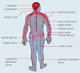 The Nervous System in Relation to Neuropathy | Neuropathy and HIV