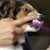 Higiene bucal em pets pode prevenir doenças no fígado, rins e coração