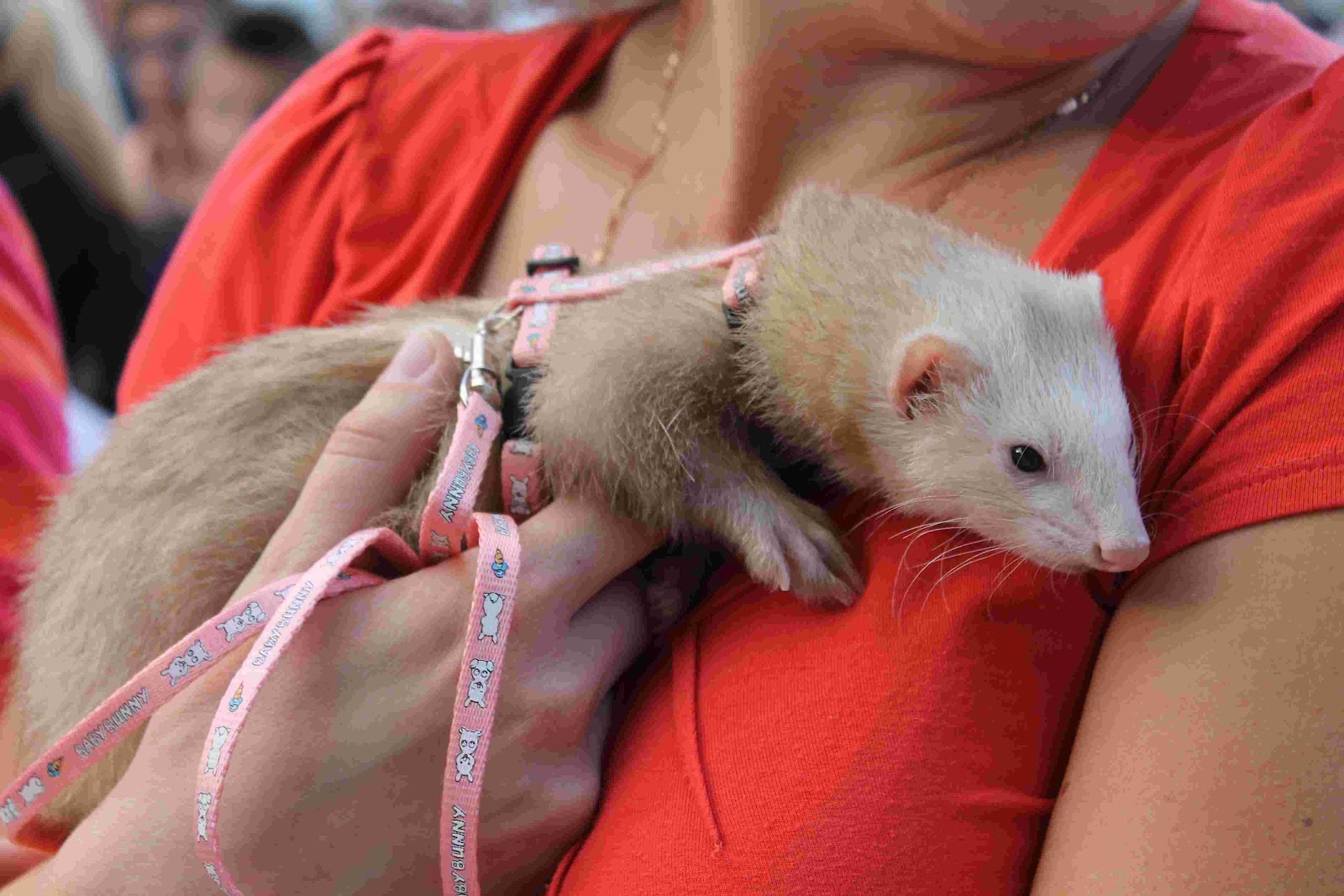 День хорька