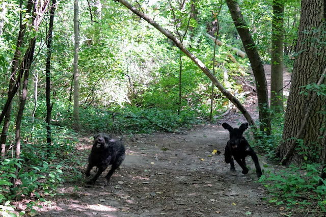 Dogs playing in Glendon Forest