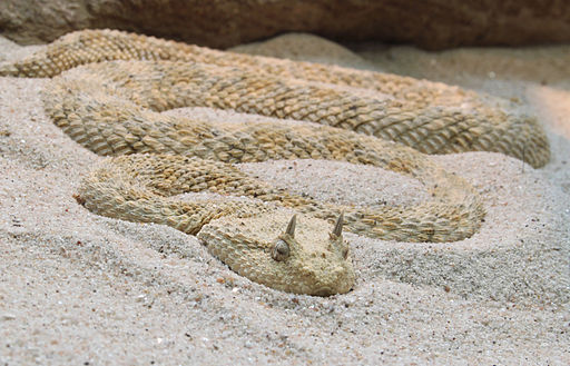 Horned viper snake among the weirdest animals