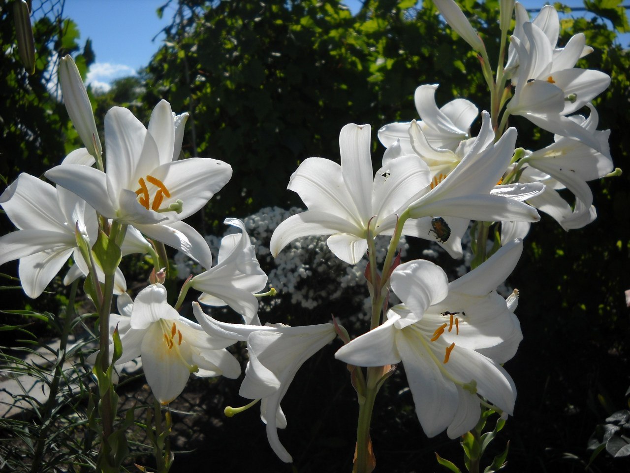 лилии эстетика. лилия белая город. фото белой лечебной лилии крым. белая лилия богородицы. росток белой лилии.