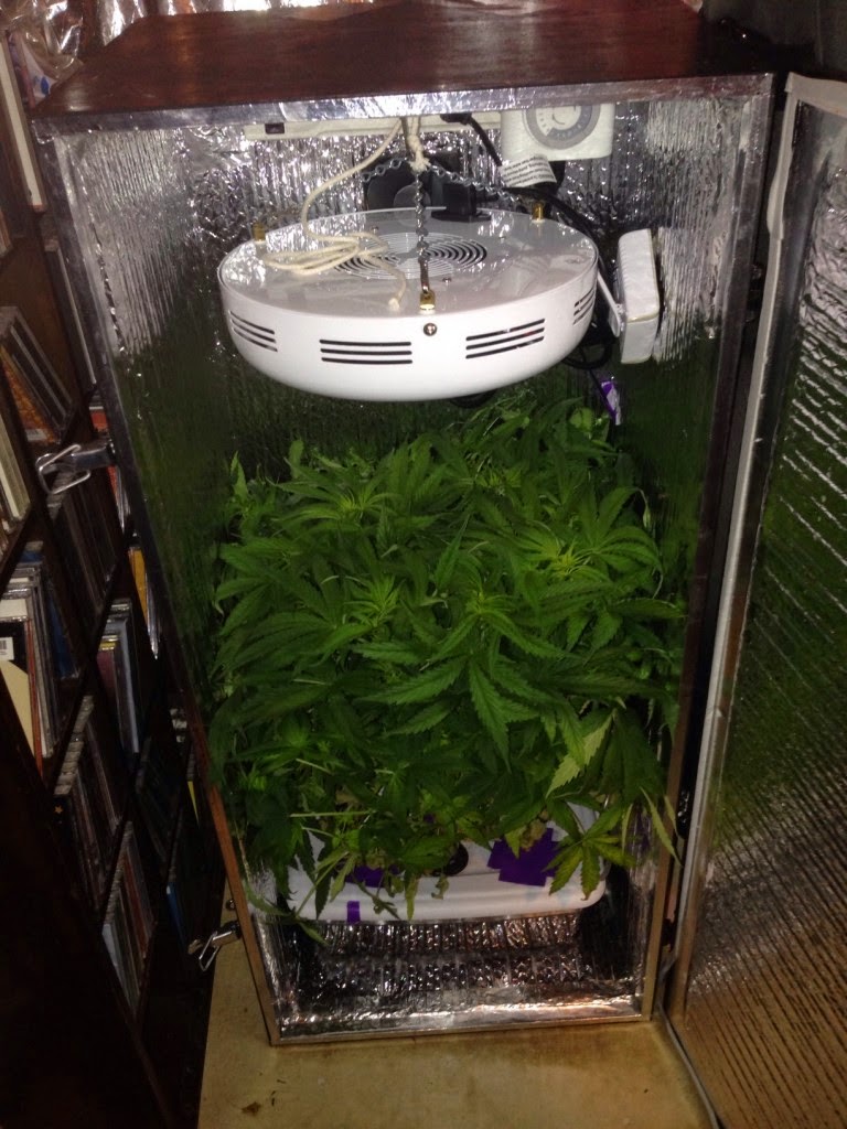 Grasp the novel idea that is indoor planting Stealth Grow Box