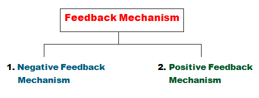 Feedback Mechanism - Negative and Positive Feedback Loops