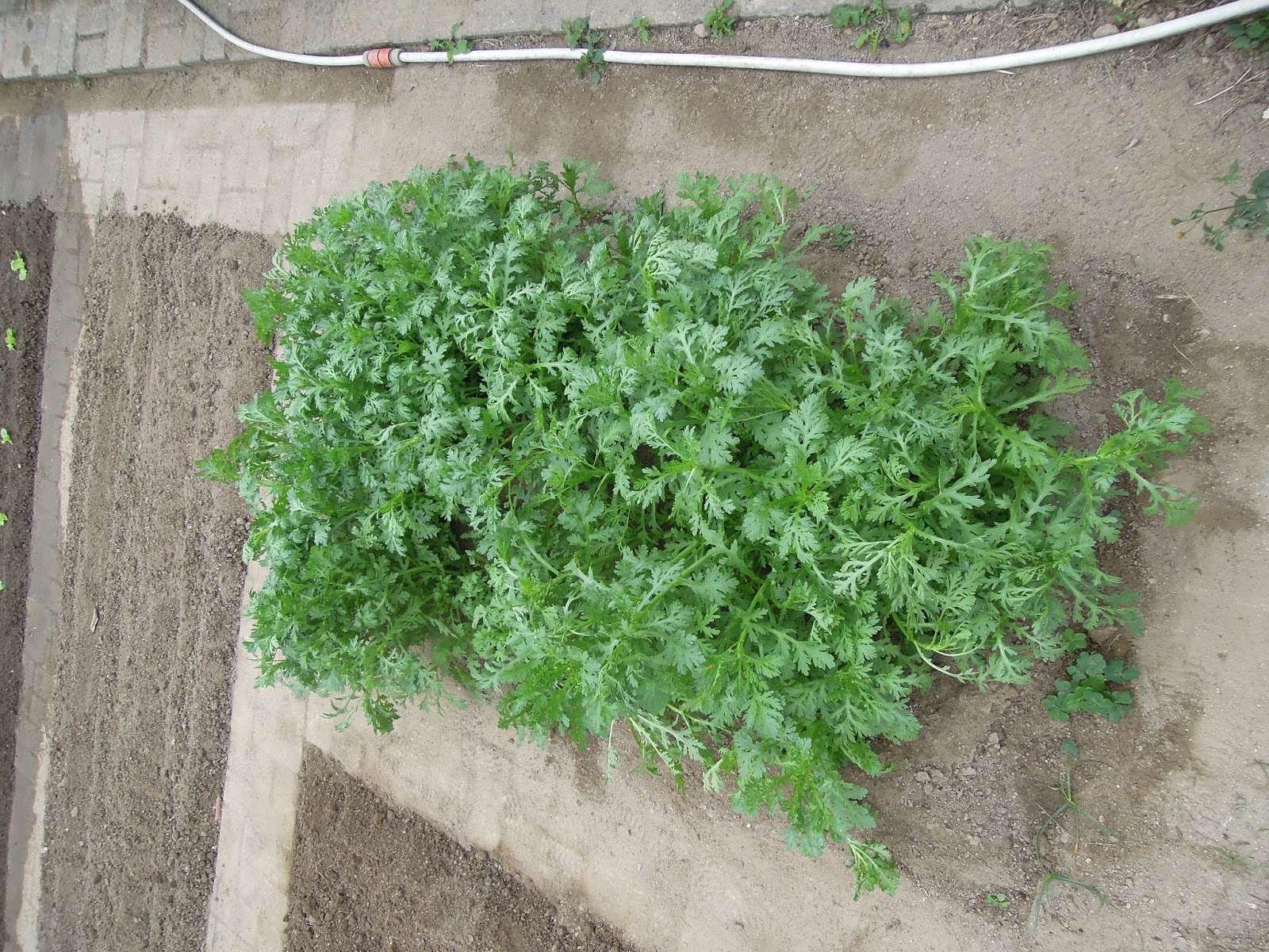 Garland chrysanthemum (shungiku)