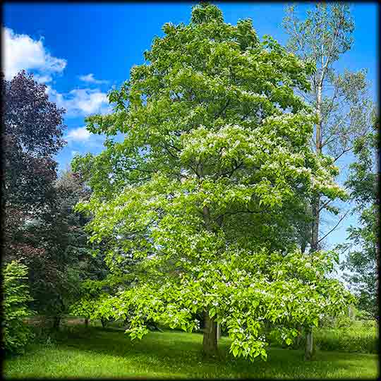 Ontario Wanderer Catalpa Sit Spot 873 June 17, 2021
