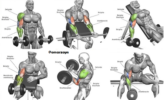 10 Best Highest-Rated Biceps Workouts for Men By Omar Zayn ...