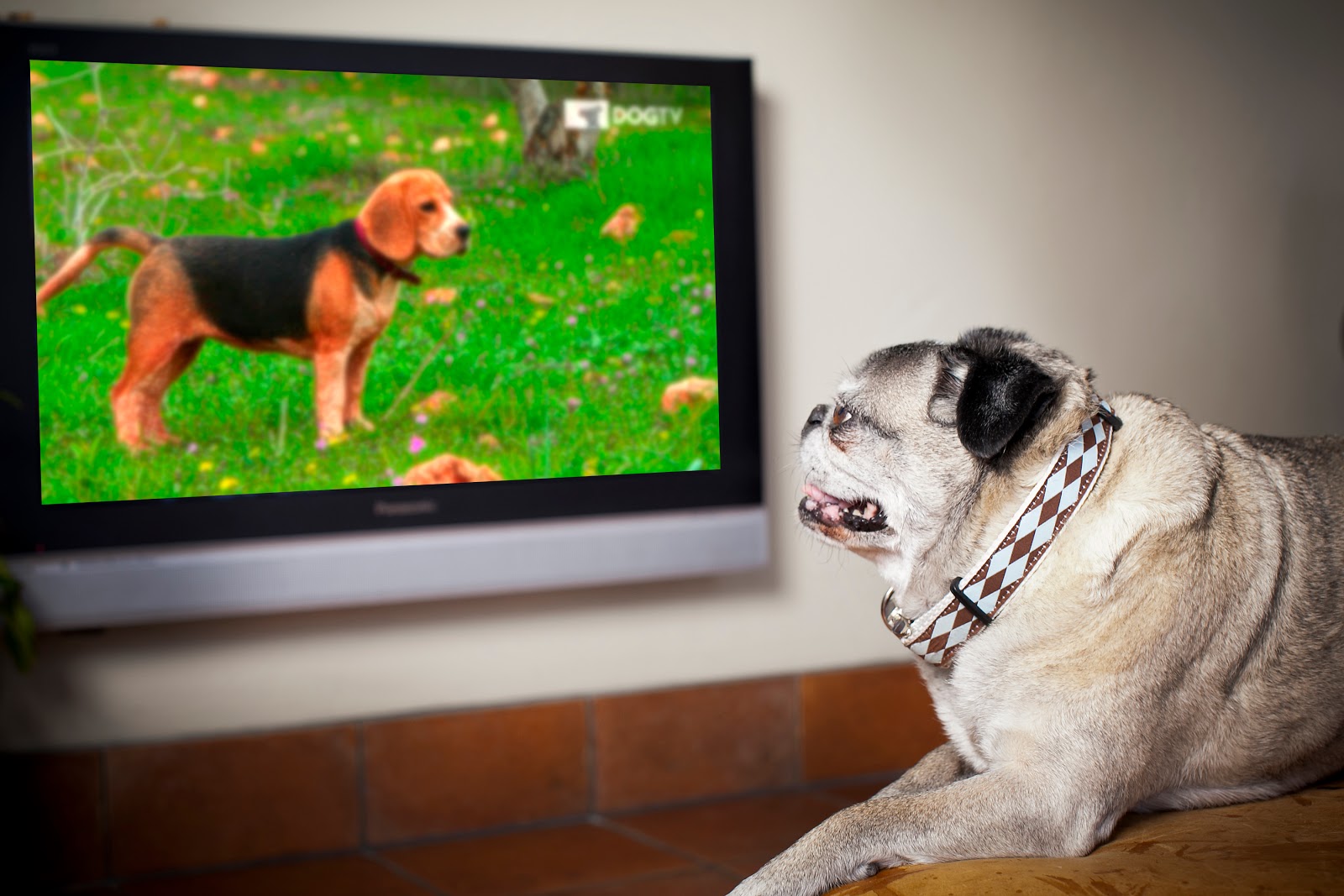 собака перед телевизором. собака перед телевизором. собачий телевизор. собака у телика. собака смотрит телевизор.