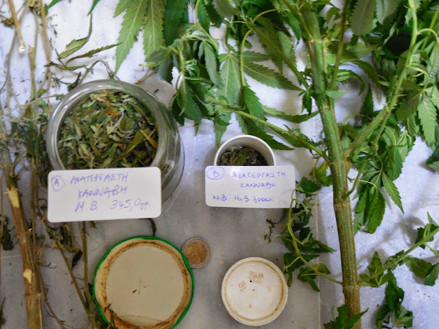 Καλλιεργούσε ινδική κάνναβη στην οικία του και συνελήφθη! [photos]