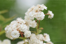 Il Etait Un Petit Jard Ain Tribulations Jardinieres