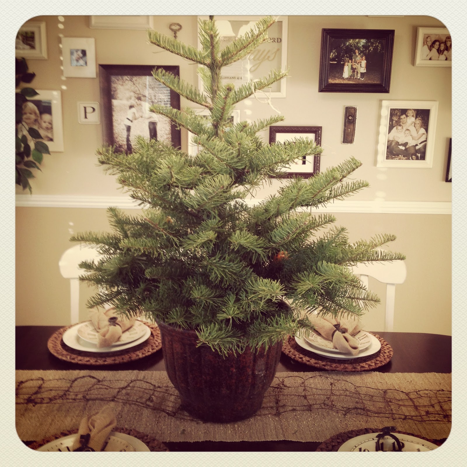 The Vintage Fern The All Natural Christmas Tree