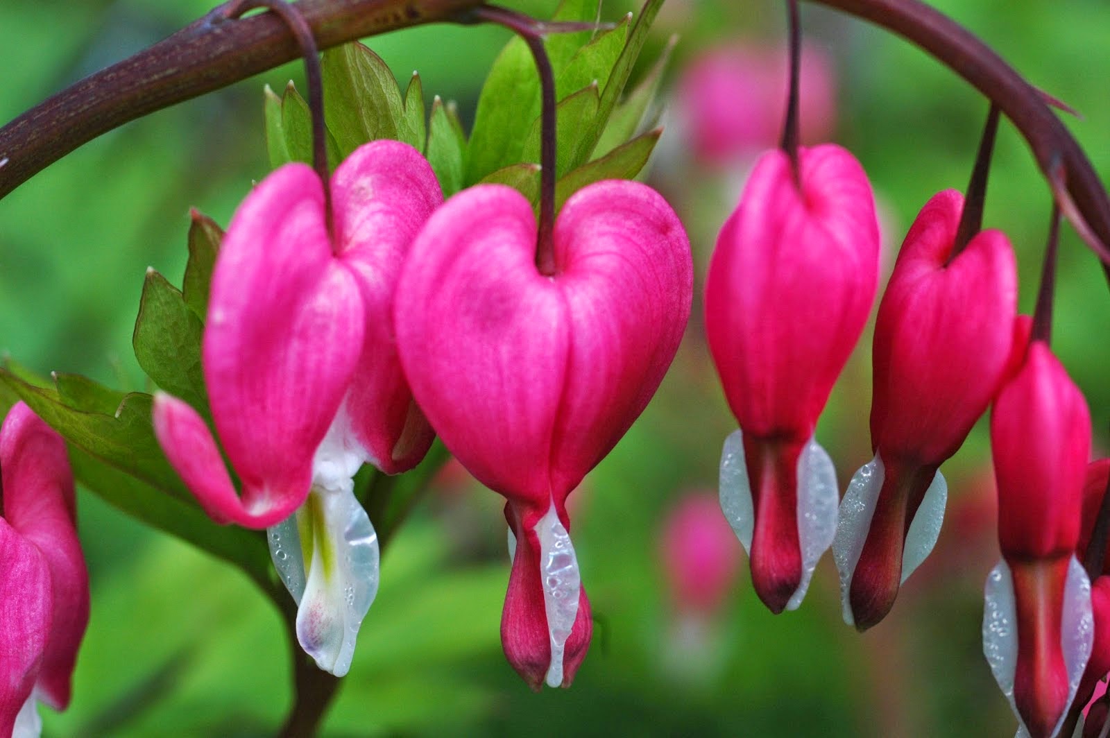 10 Bunga Tercantik di Dunia | Sudut Jari