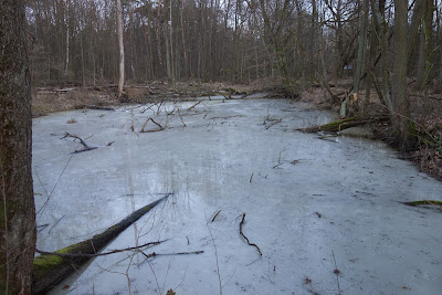 szlak niebieski z Zaborowa Leśnego do Małego Truskawia