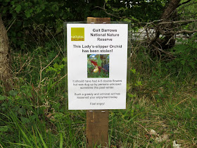 Stolen Lady's Slipper - Gait Barrows, Cumbria