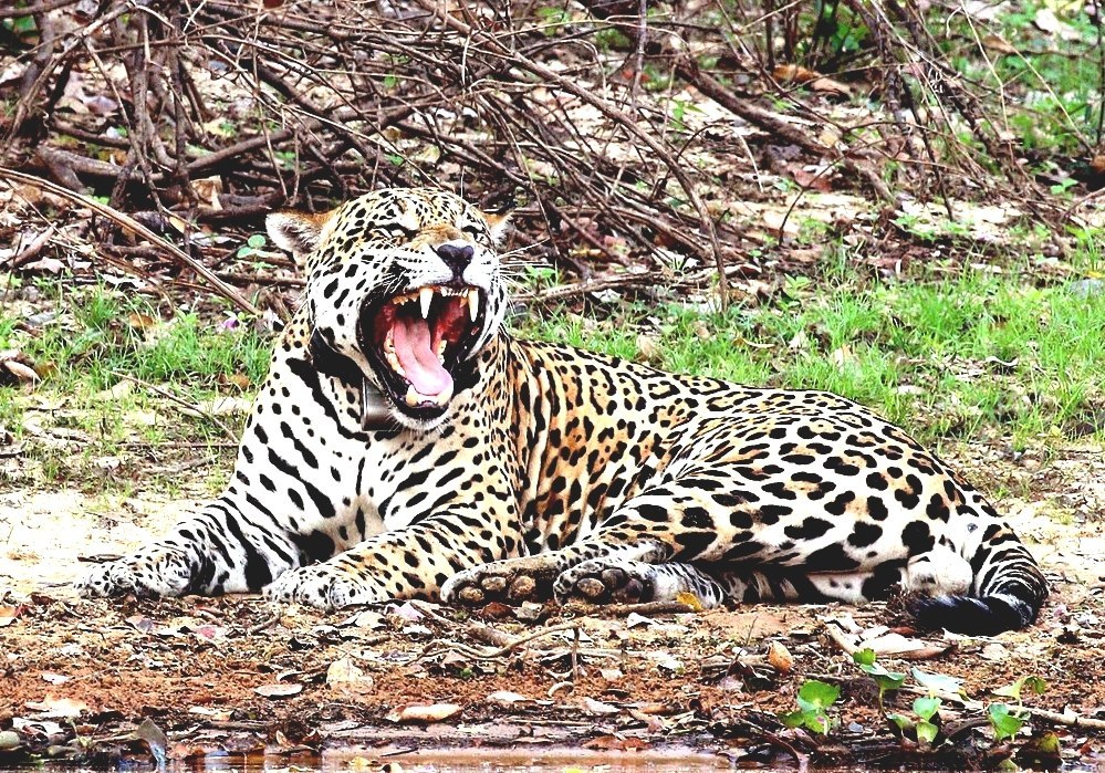 Jaguar - Cat Jaguar
