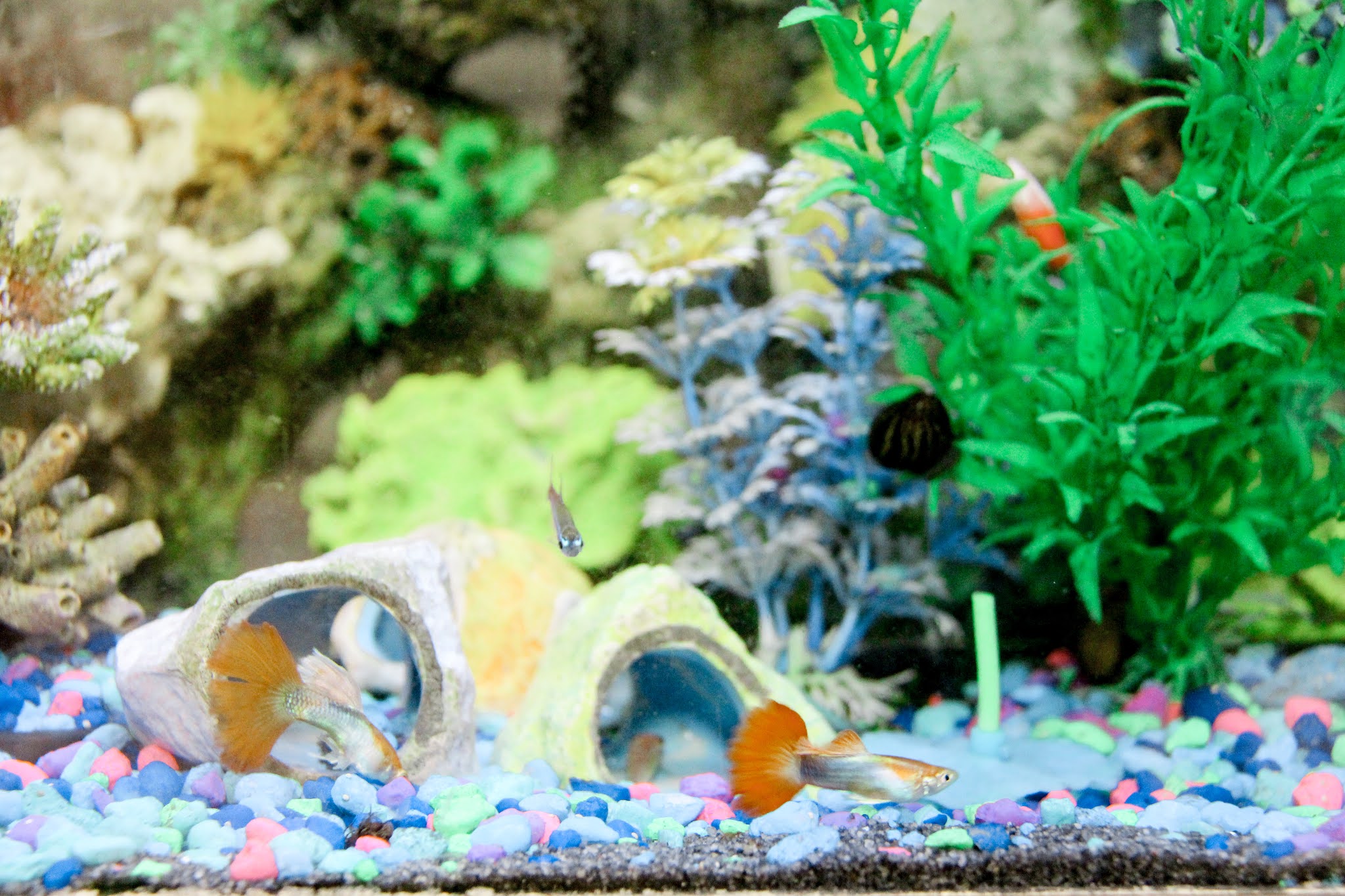 Fish tank keeping a pet fish, a satisfying new hobby to take over
