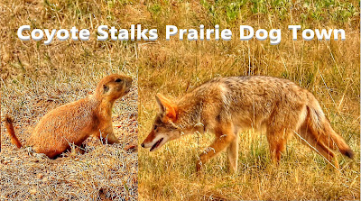 Coyote Stalks Prairie Dog Town