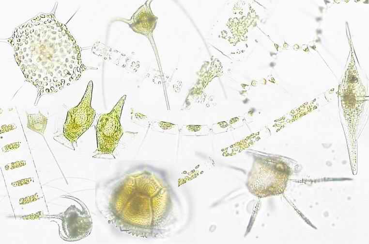 Фитопланктон образован. Планктон фитопланктон и зоопланктон. Пресноводные диатомовые водоросли. Фитопланктон водоросли. Зоопланктон одноклеточные.