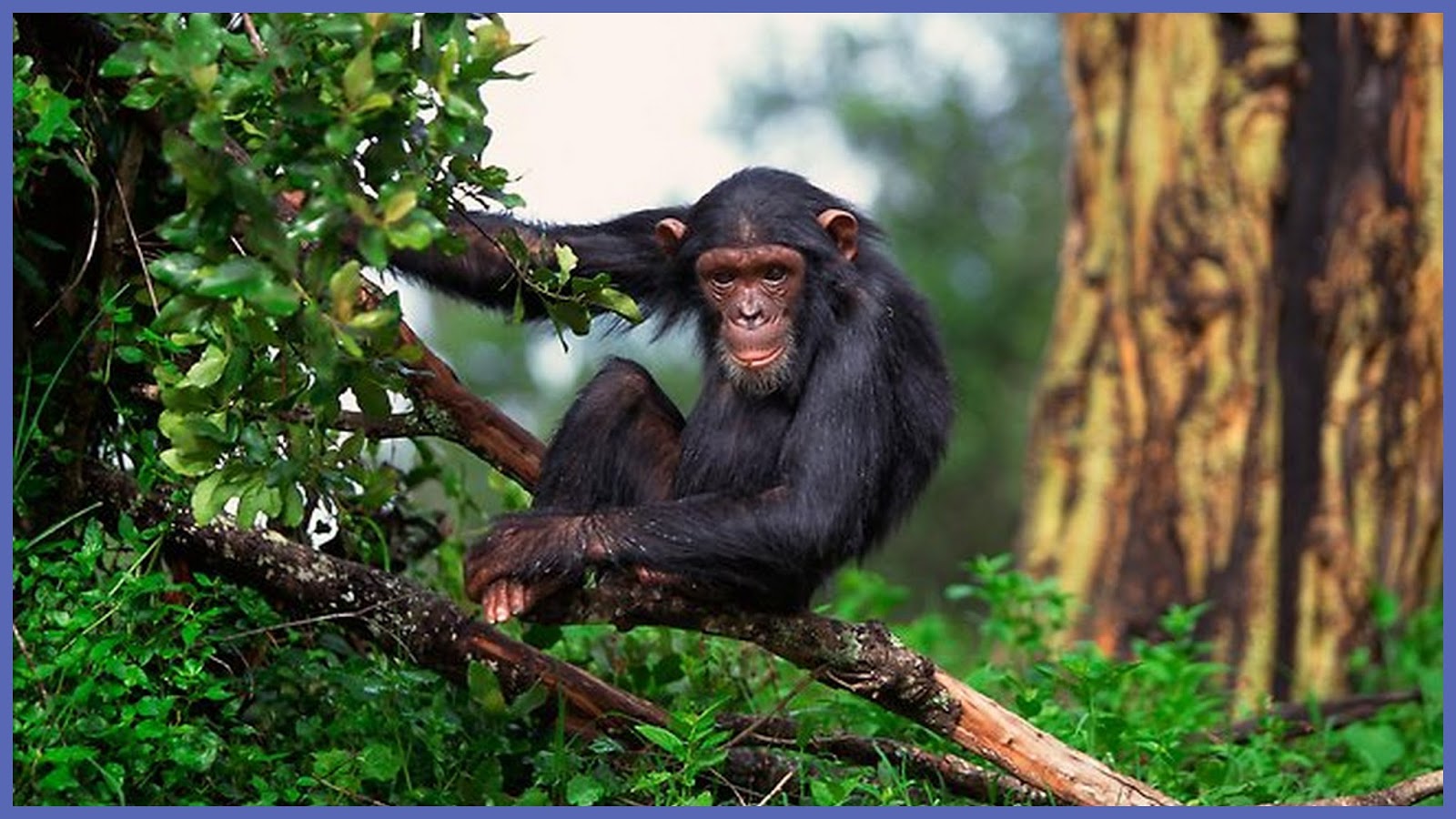 Шимпанзе обитают