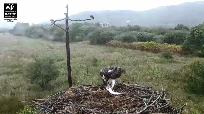 Eagles and Nature with chris7: Nest Cam Round-up: White-bellied Sea