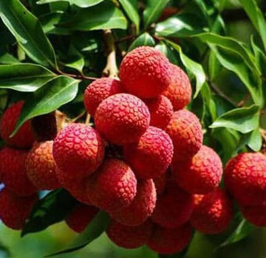 tanaman leci dwarf bibit buah lychee pohon Wanea