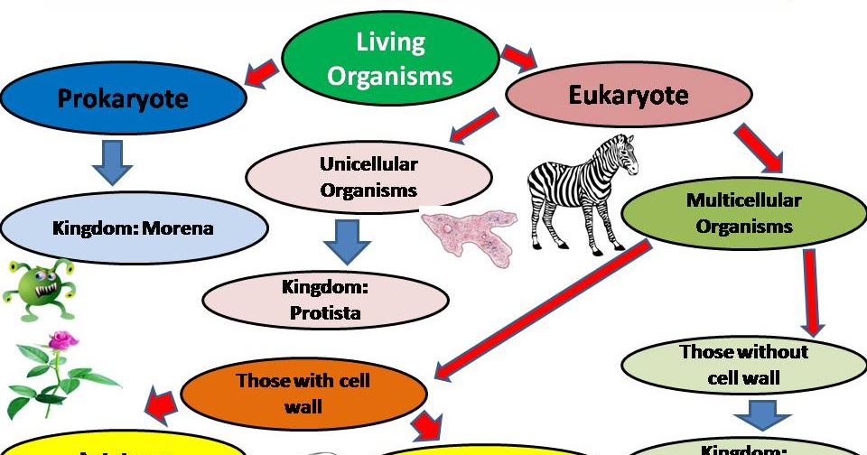 Classification of Living things. Classification of animals. Текст задания classification of animal diseases. Classifying animals.