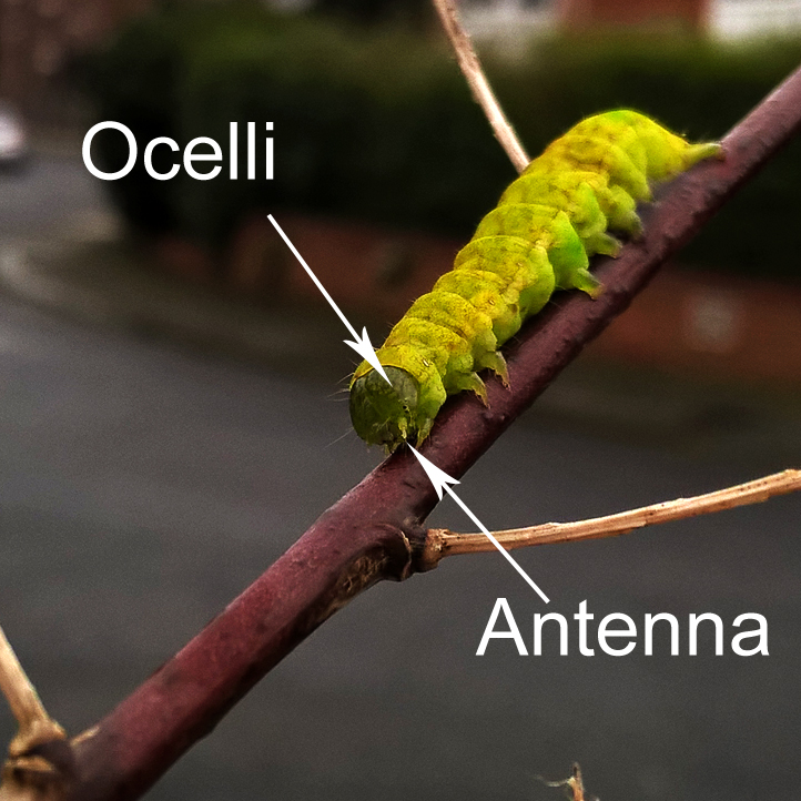 Garden65 The Anatomy of Caterpillars