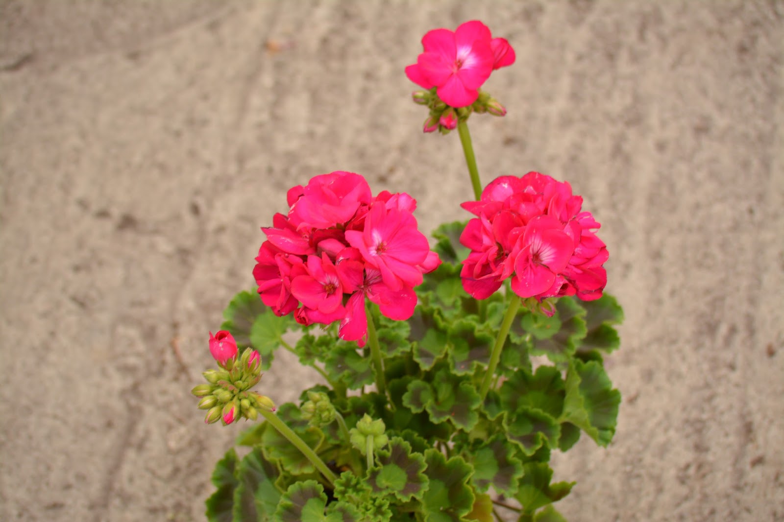 El Blog Del Jardín y De Las Plantas: Tipos de geranios