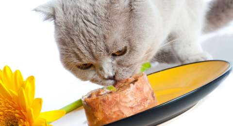 Alasan Kucing Hamil Perlu Makanan Berkualitas