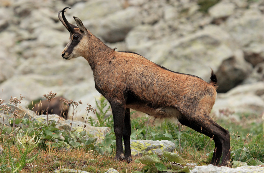 Chamois Animals | Facts Information & Pictures | All Wildlife Photographs