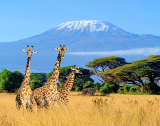 African Safari Honeymoon