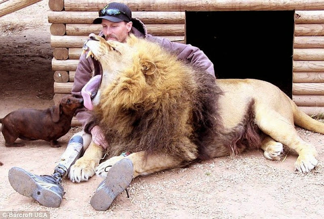 La increible amistad entre un leon y un perro