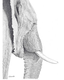 04-Elephant-profile-Kelsey-Hammerton-www-designstack-co