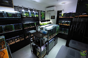 my fish room