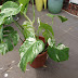 Update zu meiner Monstera deliciosa variegata borsigiana