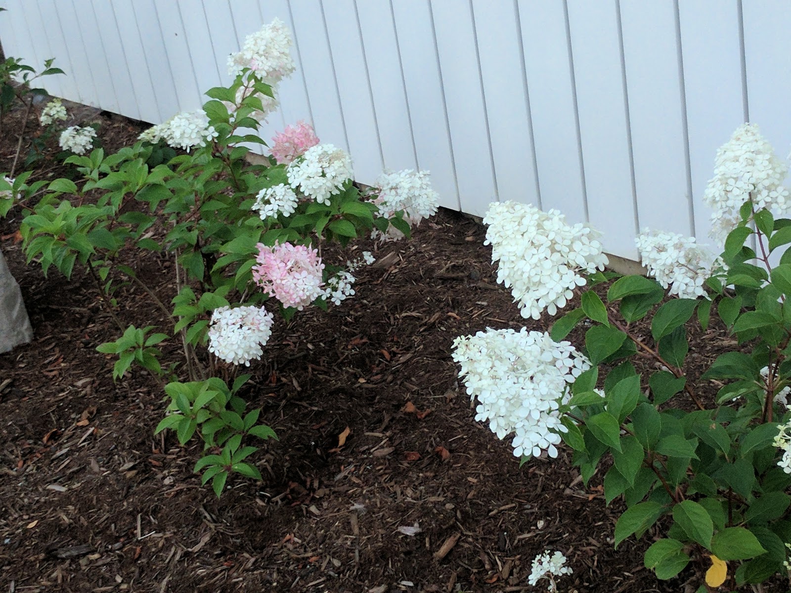 Limelight Hydrangeas In Bloom