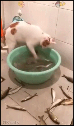Crazy Cat GIF • Weird cat playing with fishes turning them in a basin. “Excuse me, hwat are you doing?” Crazy Cat GIF • Weird cat playing with fishes turning them in a basin. “Excuse me, hwat are you doing?”