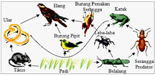 soal ipa kls 7 skema jaring jaring makanan