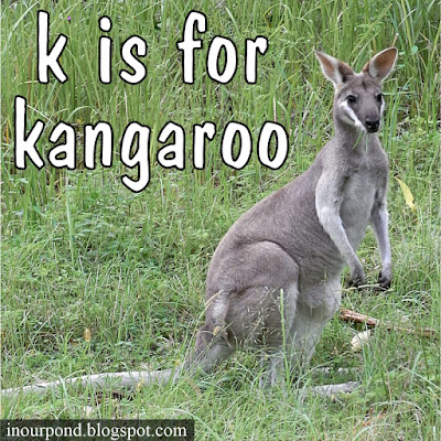 k is for kangaroo homeschool unit from In Our Pond