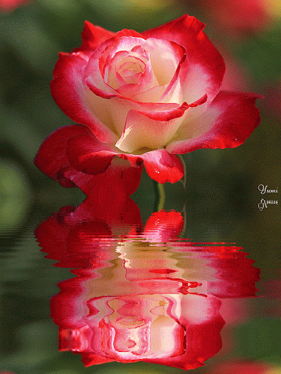 Decent Image Scraps: Rose Animation