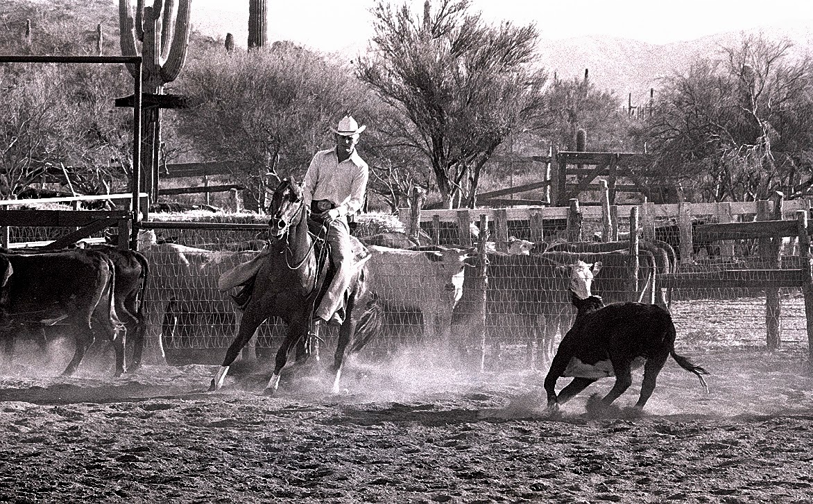 The Old Cowboy and Photography Cutting Horses I Have Known